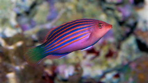 www sixline|All About The Six Line Wrasse .